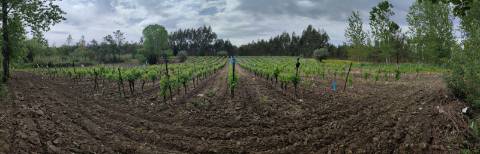 Terreno Rustico com Vinha, Floresta e Olival para venda em Castelos
