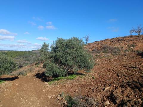 TERRENO COM 31.200 M2 - POSSIBILIDADE DE CONSTRUÇÃO DE ARMAZÉM - APOIO AGRÍCOLA - FERNÃO GIL - ODELEITE - CASTRO MARIM