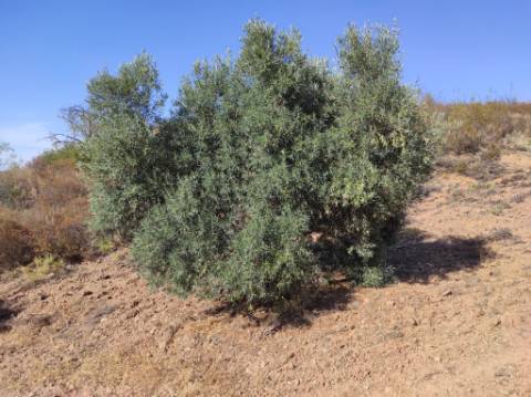 TERRENO COM 31.200 M2 - POSSIBILIDADE DE CONSTRUÇÃO DE ARMAZÉM - APOIO AGRÍCOLA - FERNÃO GIL - ODELEITE - CASTRO MARIM