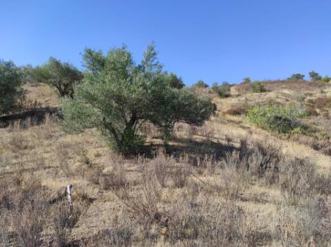 TERRENO COM 31.200 M2 - POSSIBILIDADE DE CONSTRUÇÃO DE ARMAZÉM - APOIO AGRÍCOLA - FERNÃO GIL - ODELEITE - CASTRO MARIM