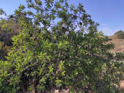 TERRENO COM 31.200 M2 - POSSIBILIDADE DE CONSTRUÇÃO DE ARMAZÉM - APOIO AGRÍCOLA - FERNÃO GIL - ODELEITE - CASTRO MARIM