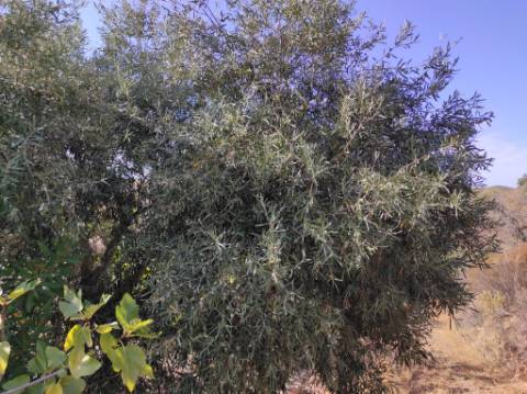 TERRENO COM 31.200 M2 - POSSIBILIDADE DE CONSTRUÇÃO DE ARMAZÉM - APOIO AGRÍCOLA - FERNÃO GIL - ODELEITE - CASTRO MARIM