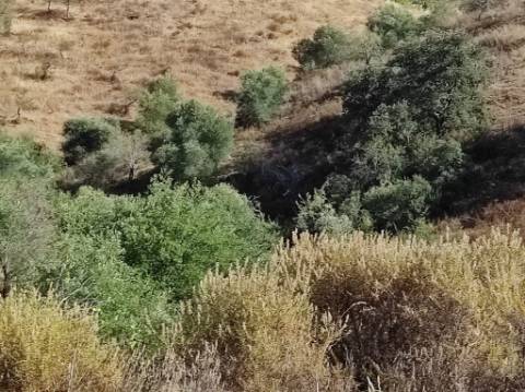 TERRENO COM 31.200 M2 - POSSIBILIDADE DE CONSTRUÇÃO DE ARMAZÉM - APOIO AGRÍCOLA - FERNÃO GIL - ODELEITE - CASTRO MARIM