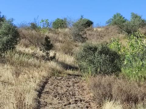TERRENO COM 31.200 M2 - POSSIBILIDADE DE CONSTRUÇÃO DE ARMAZÉM - APOIO AGRÍCOLA - FERNÃO GIL - ODELEITE - CASTRO MARIM