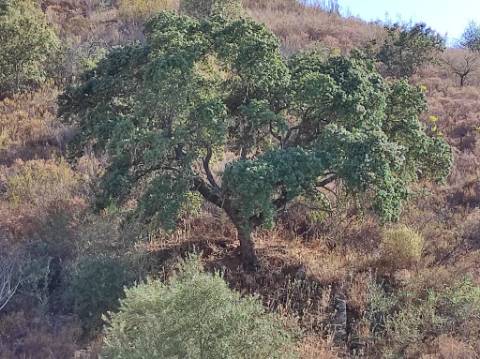 TERRENO COM 31.200 M2 - POSSIBILIDADE DE CONSTRUÇÃO DE ARMAZÉM - APOIO AGRÍCOLA - FERNÃO GIL - ODELEITE - CASTRO MARIM