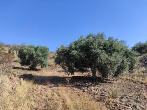 TERRENO COM 31.200 M2 - POSSIBILIDADE DE CONSTRUÇÃO DE ARMAZÉM - APOIO AGRÍCOLA - FERNÃO GIL - ODELEITE - CASTRO MARIM
