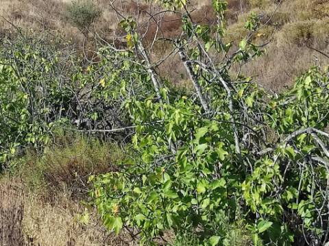 TERRENO COM 31.200 M2 - POSSIBILIDADE DE CONSTRUÇÃO DE ARMAZÉM - APOIO AGRÍCOLA - FERNÃO GIL - ODELEITE - CASTRO MARIM
