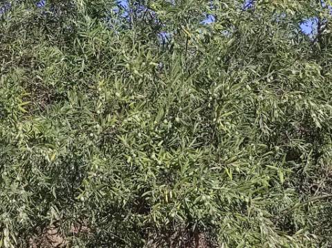 TERRENO COM 31.200 M2 - POSSIBILIDADE DE CONSTRUÇÃO DE ARMAZÉM - APOIO AGRÍCOLA - FERNÃO GIL - ODELEITE - CASTRO MARIM