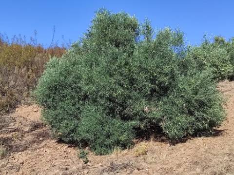 TERRENO COM 31.200 M2 - POSSIBILIDADE DE CONSTRUÇÃO DE ARMAZÉM - APOIO AGRÍCOLA - FERNÃO GIL - ODELEITE - CASTRO MARIM