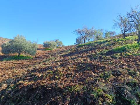 TERRENO COM 31.200 M2 - POSSIBILIDADE DE CONSTRUÇÃO DE ARMAZÉM - APOIO AGRÍCOLA - FERNÃO GIL - ODELEITE - CASTRO MARIM