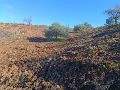 TERRENO COM 31.200 M2 - POSSIBILIDADE DE CONSTRUÇÃO DE ARMAZÉM - APOIO AGRÍCOLA - FERNÃO GIL - ODELEITE - CASTRO MARIM