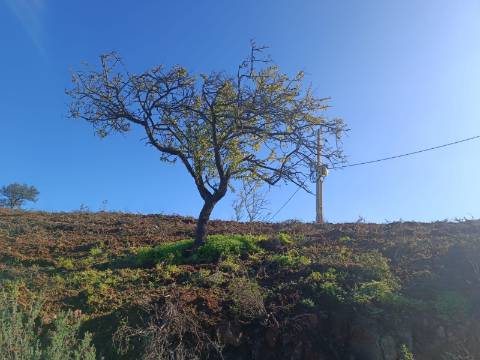 TERRENO COM 31.200 M2 - POSSIBILIDADE DE CONSTRUÇÃO DE ARMAZÉM - APOIO AGRÍCOLA - FERNÃO GIL - ODELEITE - CASTRO MARIM