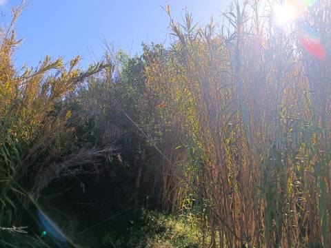 TERRENO COM 31.200 M2 - POSSIBILIDADE DE CONSTRUÇÃO DE ARMAZÉM - APOIO AGRÍCOLA - FERNÃO GIL - ODELEITE - CASTRO MARIM