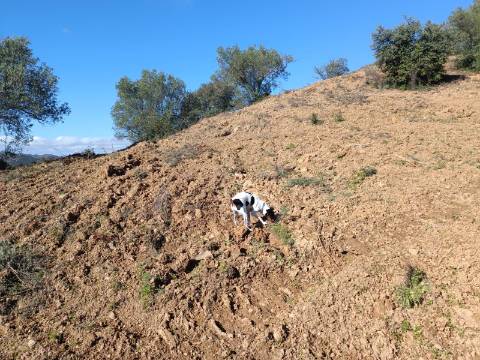 TERRENO COM 31.200 M2 - POSSIBILIDADE DE CONSTRUÇÃO DE ARMAZÉM - APOIO AGRÍCOLA - FERNÃO GIL - ODELEITE - CASTRO MARIM