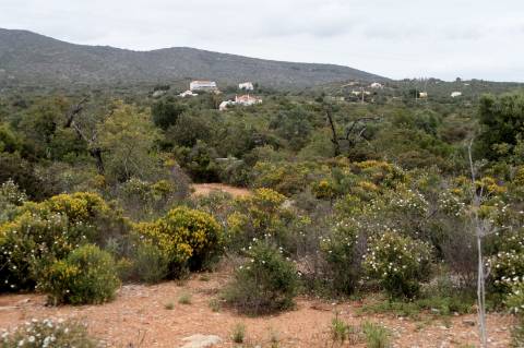 Terreno Rústico Bonita vista para o cerro de S.Miguel!!!