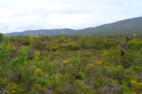 Terreno Rústico Bonita vista para o cerro de S.Miguel!!!