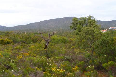Terreno Rústico Bonita vista para o cerro de S.Miguel!!!