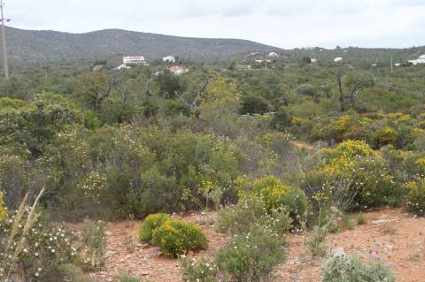 Terreno Rústico Bonita vista para o cerro de S.Miguel!!!
