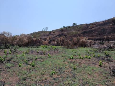TERRENO RUSTICO COM 2.960 M2 - PLANO- NO AZINHAL EM CASTRO MARIM - ALGARVE