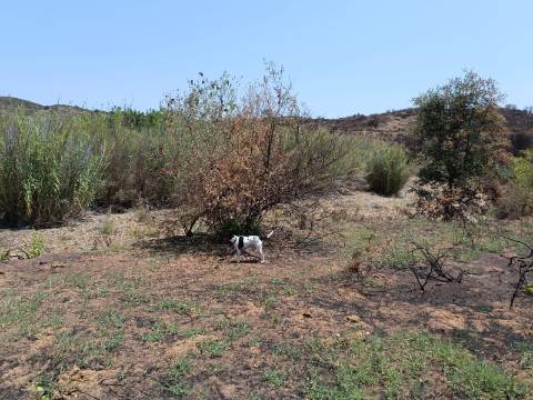 TERRENO RUSTICO COM 2.960 M2 - PLANO- NO AZINHAL EM CASTRO MARIM - ALGARVE