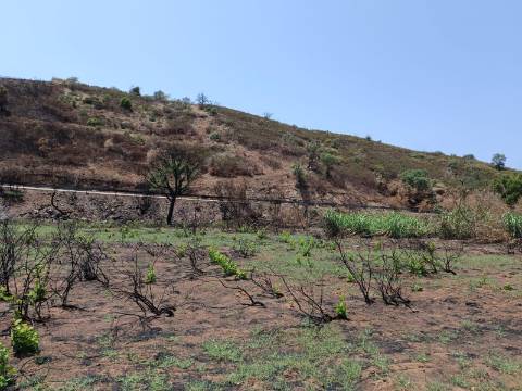 TERRENO RUSTICO COM 2.960 M2 - PLANO- NO AZINHAL EM CASTRO MARIM - ALGARVE