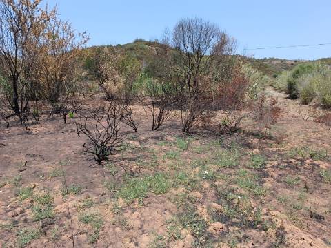 TERRENO RUSTICO COM 2.960 M2 - PLANO- NO AZINHAL EM CASTRO MARIM - ALGARVE
