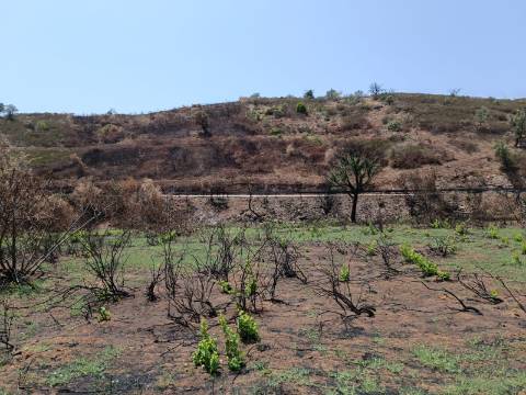 TERRENO RUSTICO COM 2.960 M2 - PLANO- NO AZINHAL EM CASTRO MARIM - ALGARVE