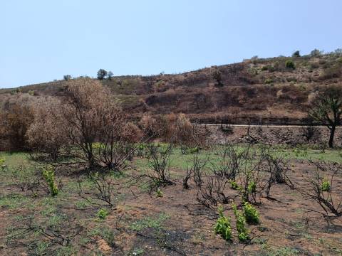 TERRENO RUSTICO COM 2.960 M2 - PLANO- NO AZINHAL EM CASTRO MARIM - ALGARVE
