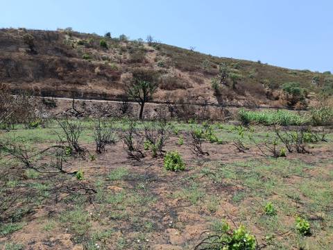 TERRENO RUSTICO COM 2.960 M2 - PLANO- NO AZINHAL EM CASTRO MARIM - ALGARVE
