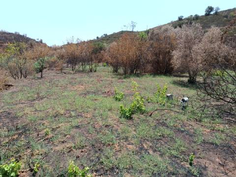 TERRENO RUSTICO COM 2.960 M2 - PLANO- NO AZINHAL EM CASTRO MARIM - ALGARVE