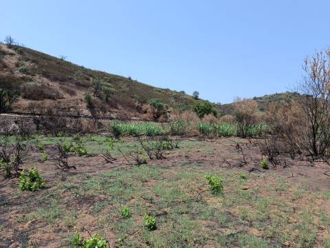 TERRENO RUSTICO COM 2.960 M2 - PLANO- NO AZINHAL EM CASTRO MARIM - ALGARVE
