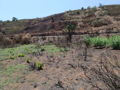 TERRENO RUSTICO COM 2.960 M2 - PLANO- NO AZINHAL EM CASTRO MARIM - ALGARVE