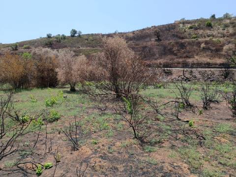 TERRENO RUSTICO COM 2.960 M2 - PLANO- NO AZINHAL EM CASTRO MARIM - ALGARVE
