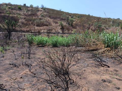 TERRENO RUSTICO COM 2.960 M2 - PLANO- NO AZINHAL EM CASTRO MARIM - ALGARVE