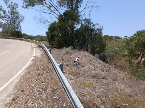 TERRENO RUSTICO COM 2.960 M2 - PLANO- NO AZINHAL EM CASTRO MARIM - ALGARVE