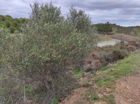 TERRENO COM 36.640 M2 - JUNTO AO LAGO - POSSIBILIDADE DE CONSTRUÇÃO ARMAZÉM - PISA BARRO - CASTRO MARIM - ALGARVE