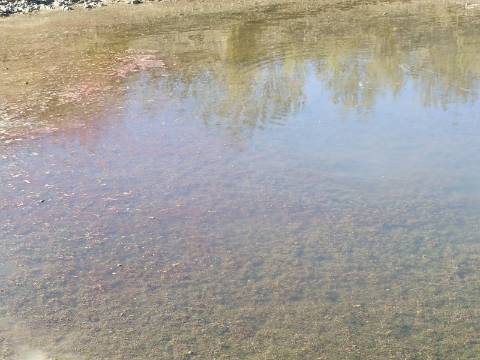 TERRENO RUSTICO COM 21.360 M2 - COM LAGO PRIVADO - VALE DO PEREIRO - CASTRO MARIM - ALGARVE