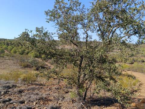 TERRENO RUSTICO COM 21.360 M2 - COM LAGO PRIVADO - VALE DO PEREIRO - CASTRO MARIM - ALGARVE