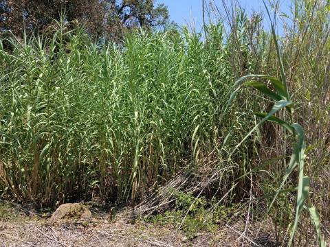 TERRENO COM 1.360 M2 - JUNTO A ALMADA D OURO EM CASTRO MARIM - ALGARVE