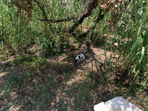 TERRENO COM 1.360 M2 - JUNTO A ALMADA D OURO EM CASTRO MARIM - ALGARVE