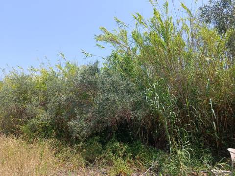 TERRENO COM 1.360 M2 - JUNTO A ALMADA D OURO EM CASTRO MARIM - ALGARVE