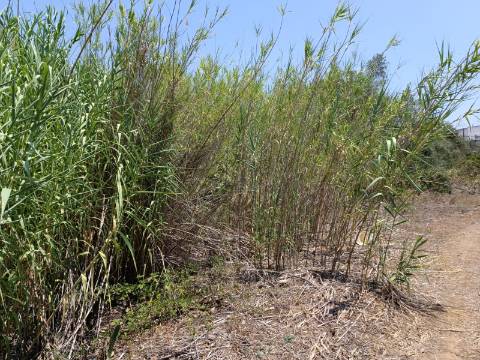 TERRENO COM 1.360 M2 - JUNTO A ALMADA D OURO EM CASTRO MARIM - ALGARVE