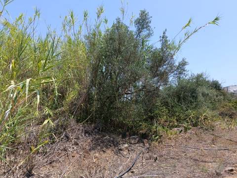 TERRENO COM 1.360 M2 - JUNTO A ALMADA D OURO EM CASTRO MARIM - ALGARVE