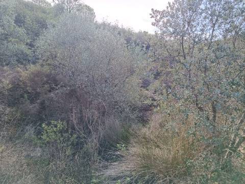 TERRENO COM 12.9 HECTARES - POSSIBILIDADE DE CONSTRUÇÃO - TURISMO - MORADIA - PALMEIRA - ALCOUTIM - ALGARVE