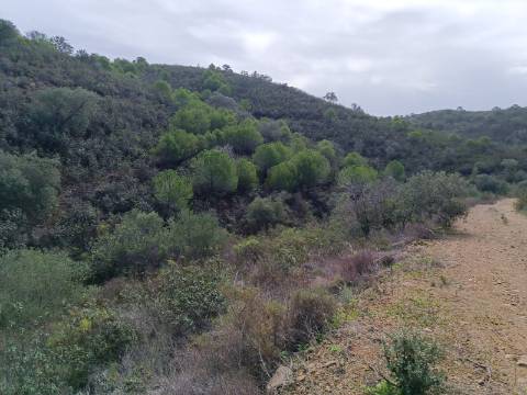TERRENO COM 12.9 HECTARES - POSSIBILIDADE DE CONSTRUÇÃO - TURISMO - MORADIA - PALMEIRA - ALCOUTIM - ALGARVE