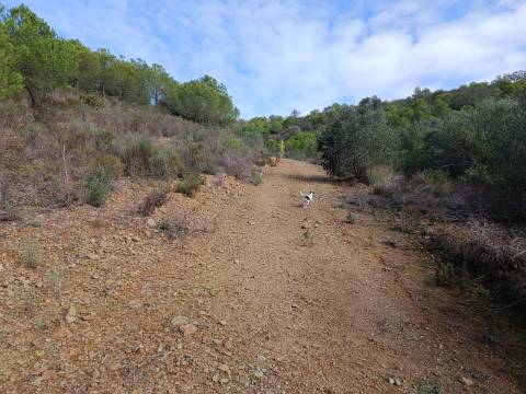 TERRENO COM 12.9 HECTARES - POSSIBILIDADE DE CONSTRUÇÃO - TURISMO - MORADIA - PALMEIRA - ALCOUTIM - ALGARVE