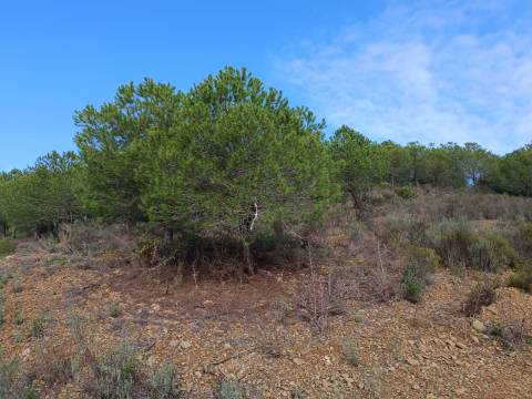 TERRENO COM 12.9 HECTARES - POSSIBILIDADE DE CONSTRUÇÃO - TURISMO - MORADIA - PALMEIRA - ALCOUTIM - ALGARVE