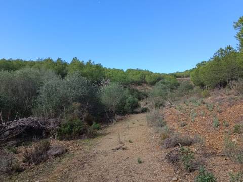 TERRENO COM 12.9 HECTARES - POSSIBILIDADE DE CONSTRUÇÃO - TURISMO - MORADIA - PALMEIRA - ALCOUTIM - ALGARVE