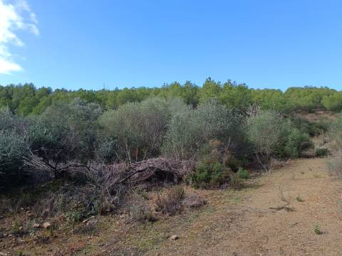 TERRENO COM 12.9 HECTARES - POSSIBILIDADE DE CONSTRUÇÃO - TURISMO - MORADIA - PALMEIRA - ALCOUTIM - ALGARVE