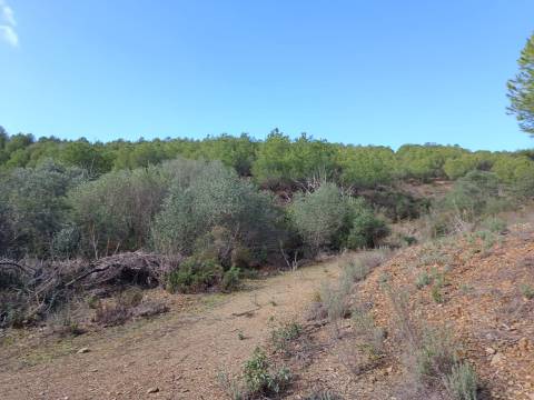 TERRENO COM 12.9 HECTARES - POSSIBILIDADE DE CONSTRUÇÃO - TURISMO - MORADIA - PALMEIRA - ALCOUTIM - ALGARVE